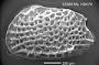 Procythereis sp