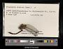 Progomphus obscurus