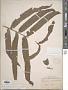 Pronephrium nudatum (Roxb.) Holttum