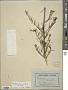 Prostanthera nivea A. Cunn. ex Benth.