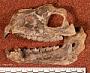 Proterotherium intermedium Ameghino