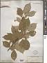 Prunus avium L.