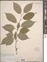 Prunus avium L.