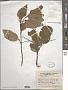 Prunus padus L.