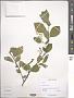 Prunus serotina Ehrh.