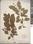 Prunus serotina Ehrh.