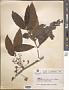 Prunus sp.
