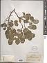 Prunus sp.