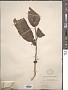 Prunus sp.