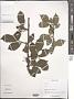 Prunus sp.