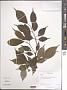 Prunus sp.