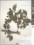 Prunus sp.