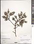 Prunus sp.