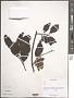 Prunus sp.