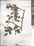 Prunus sp.