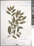 Prunus sp.