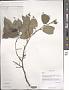 Prunus sp.