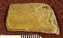 Psammodus lovianus St.John & Worthen
