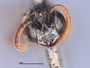 Psen edentatus