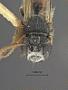 Psen gregarius simplex