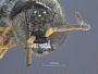Psenulus erraticus butuanensis