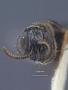 Psenulus rugosus