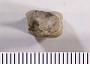 Psephodus latus St.John & Worthen