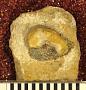 Psephodus latus St.John & Worthen