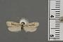 Pseudethmia semilugens protuberans