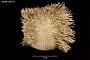 Pseudoboletia occidentalis