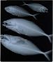 Pseudocaranx chilensis