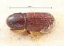 Pseudocrypturgus camerunus