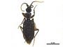 Pseudodaptinus sp.