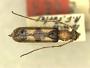Pseudoeme ornata