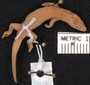 Pseudogonatodes guianensis