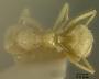 Pseudolasius gowdeyi
