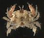 Pseudoliomera lata