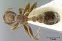 Pseudomyrmex canescens