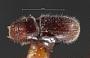 Pseudopityophthorus pubesens