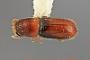 Pseudopityophthorus singularis