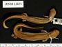 Pseudotriton ruber