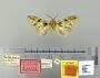 Psilacron discolor