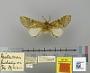 Psilacron hidalgoa