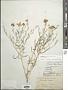 Psilostrophe cooperi (A. Gray) Greene