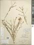Psilostrophe cooperi (A. Gray) Greene