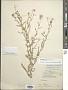 Psilostrophe gnaphaloides DC.