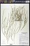 Psilotum complanatum Sw.