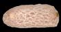 Psolidium bidiscum