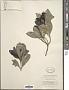 Psychotria capensis (Eckl.) Vatke