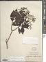 Psychotria diffusa Merr. var. diffusa